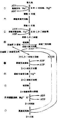 糖的酵解
