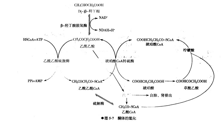 酮体氧化.jpg