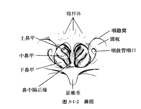 咽扁桃体.jpg