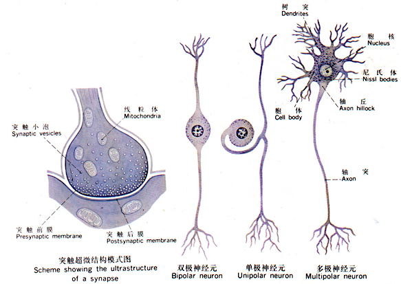 Glp6id5b.jpg