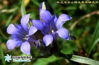 秦艽