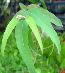 柠檬桉果