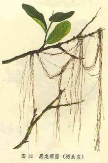 树头发