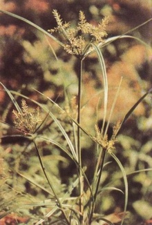 莎草