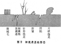 Bkal1.jpg