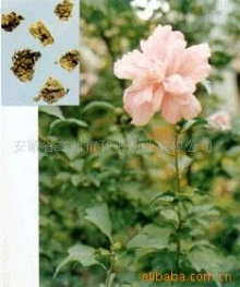 木槿子
