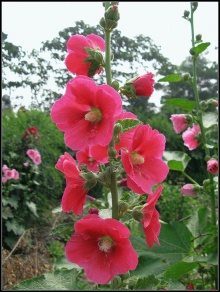 蜀葵