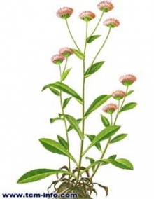 岗边菊