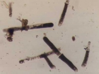 Bk873.jpg