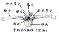 Bkia8.jpg