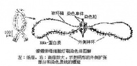 Bk909.jpg