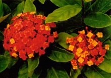 龙船花