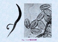 Bkhs3.jpg