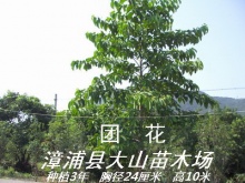 团花