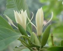 白兰花