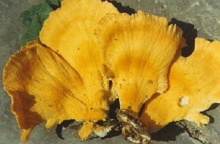 硫黄菌
