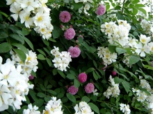 蔷薇花