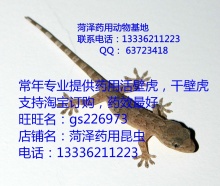 壁虎