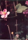 打破碗花花