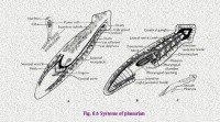 Bkad8.jpg