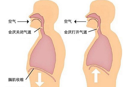 膈肌.jpg