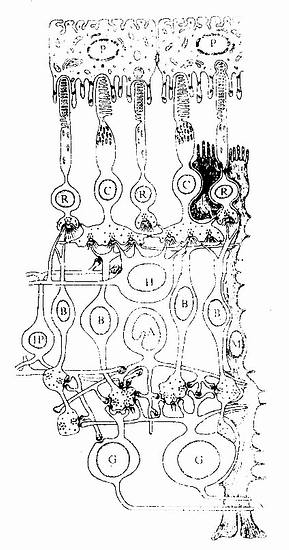 视网膜超微结构模式图
