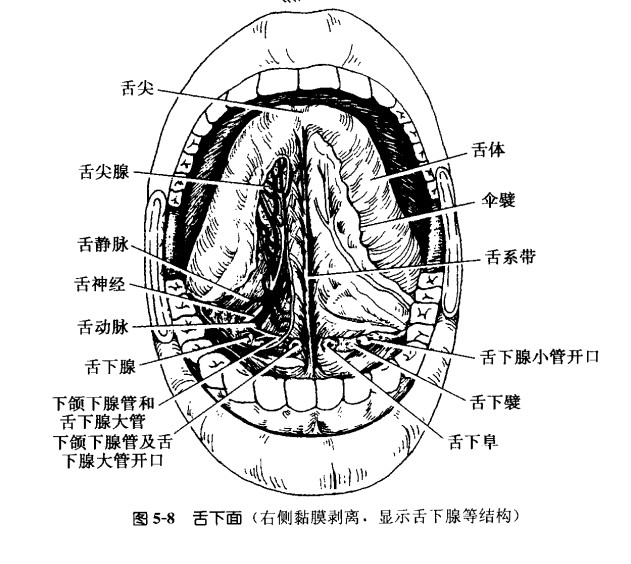 舌体.jpg