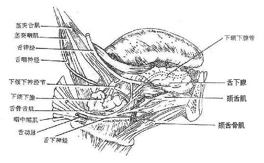 Glytcaxv.jpg