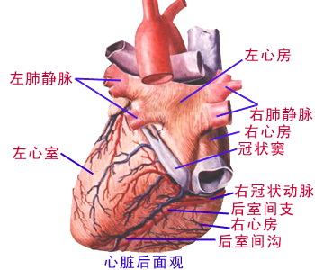 Glp1nhrh.JPG