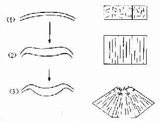神经管形成过程细胞形状与微丝、微管配布变化的关系
