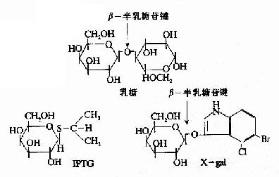 乳糖，IPTG和Xgal的结构