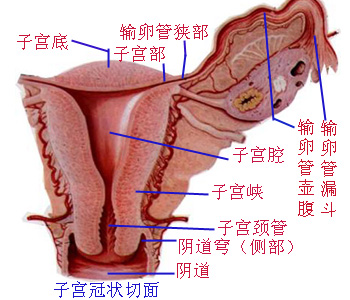 Glnp080q.JPG