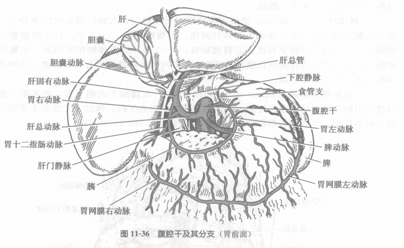 肝总动脉.jpg