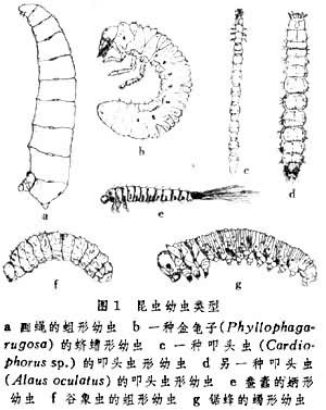 昆虫幼虫