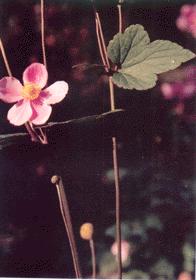 打破碗花花