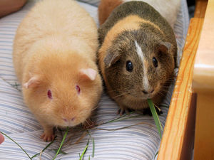 Two adult Guinea Pigs (Cavia porcellus).jpg