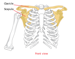 Pectoral girdle front diagram.svg