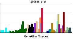 PBB GE GSN 200696 s at tn.png