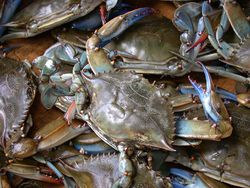 蓝蟹（Callinectes sapidus）