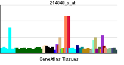 PBB GE GSN 214040 s at tn.png