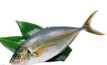 青鱼