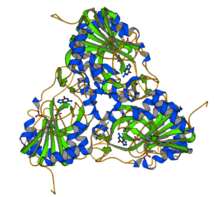 PNP(human)-structure.png