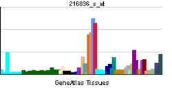 PBB GE ERBB2 216836 s at.png