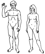 人类（高加索人种）男性与女性[1]