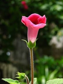 Gylbt0p6.jpg