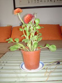 草牡丹