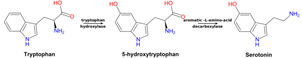 Metabolic pathway from tryptophan to serotonin.