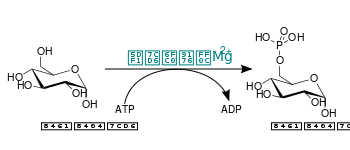Hexokinase-glucose.svg