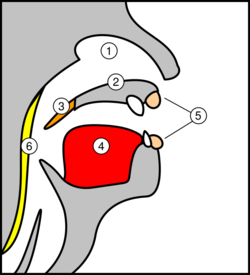 Pharyngeal flap procedures1.svg