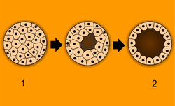 Blastulation.png